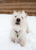 Picture of Closeup of wheaten Scottish Terrier nose and teeth standing on snow.