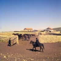Picture of Closing the gate after Cossack rounds up taboon of mares and foals in Caucasus mountains