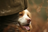Picture of Clumber Spaniel behind man