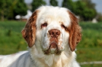 Picture of Clumber Spaniel headshot