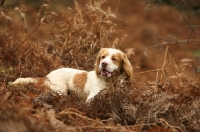 Picture of Clumber Spaniel in Autumn