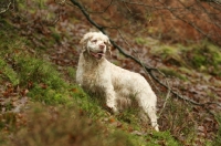 Picture of Clumber Spaniel in autumn