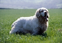 Picture of clumber spaniel in field