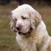 Picture of clumber spaniel looking down, head study