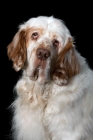 Picture of clumber spaniel portrait