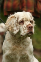 Picture of Clumber Spaniel portrait