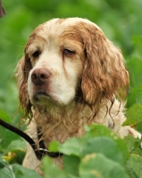 Picture of Clumber Spaniel portrait