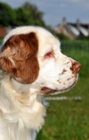Picture of Clumber Spaniel profile