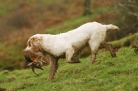 Picture of Clumber Spaniel retrieving rabbit