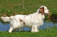 Picture of Clumber Spaniel side view