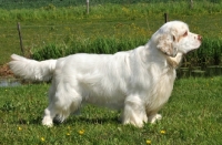 Picture of Clumber Spaniel side view