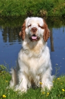 Picture of Clumber Spaniel sitting down