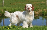 Picture of Clumber Spaniel standing near water