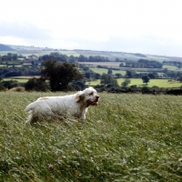 Picture of clumber spaniel walking in field in long grass