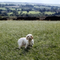 Picture of clumber spaniel with hills in the background