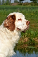 Picture of Clumber Spaniel