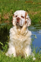 Picture of Clumber Spaniel