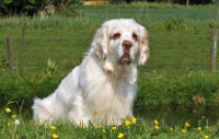 Picture of Clumber Spaniel