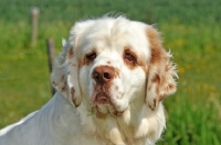 Picture of Clumber Spaniel