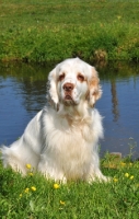 Picture of Clumber Spaniel