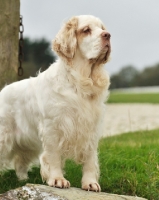 Picture of Clumber Spaniel