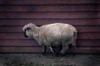 Picture of Clun Forest sheep near stable