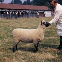 Picture of clun forest sheep