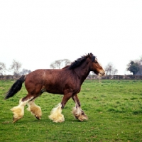 Picture of Clydesdale cantering in field with 