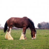 Picture of Clydesdale grazing