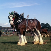 Picture of Clydesdale in harness with decorations at ploughing competition full body 