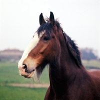 Picture of clydesdale portrait