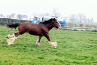 Picture of Clydesdale running in a field