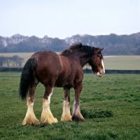 Picture of Clydesdale showing hind quarters