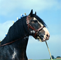 Picture of Clydesdale stallion with plaited mane, head study