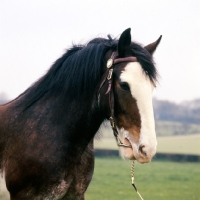 Picture of Clydesdale with white face, portrait