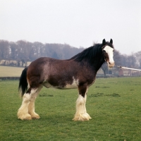 Picture of Clydesdale with white face posed in a field 
