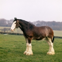 Picture of Clydesdale with white face