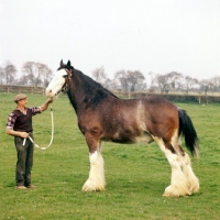Picture of clydsedale horse with handler