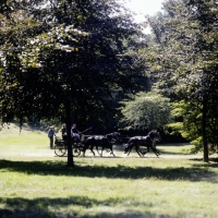 Picture of coaching marathon in windsor great park 1979