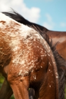 Picture of coat close up