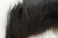 Picture of coat detail of Border Collie coat