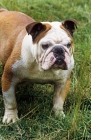 Picture of coatesmar watney keg,  bulldog