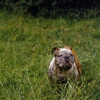 Picture of coatesmar watney keg, bulldog with muddy face