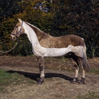 Picture of Cob, chaser clip, full body