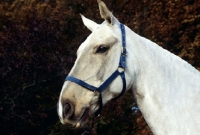 Picture of cob clipped out, wearing head collar, portrait, 