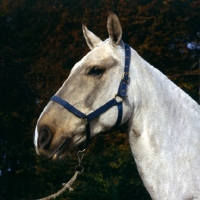 Picture of Cob clipped out