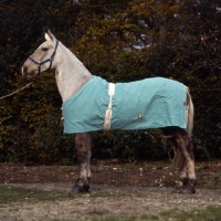 Picture of Cob, clipped, wearing new clean, New Zealand rug, full body 
