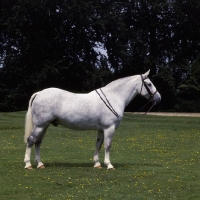 Picture of Cob full body, name of horse is sport