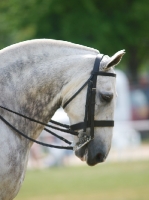 Picture of Cob horse profile