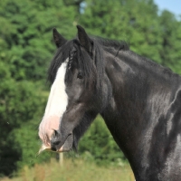 Picture of cob horse with white blaze